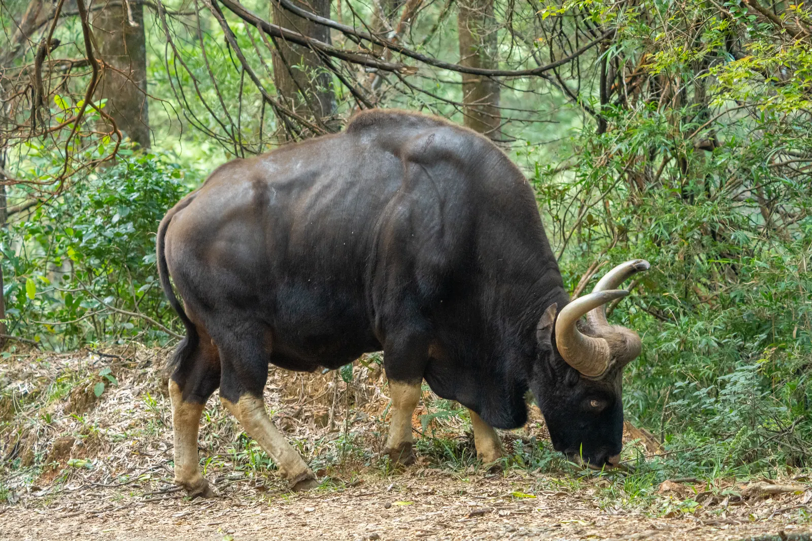 An Indian gaur grazing at the edge of a forest track