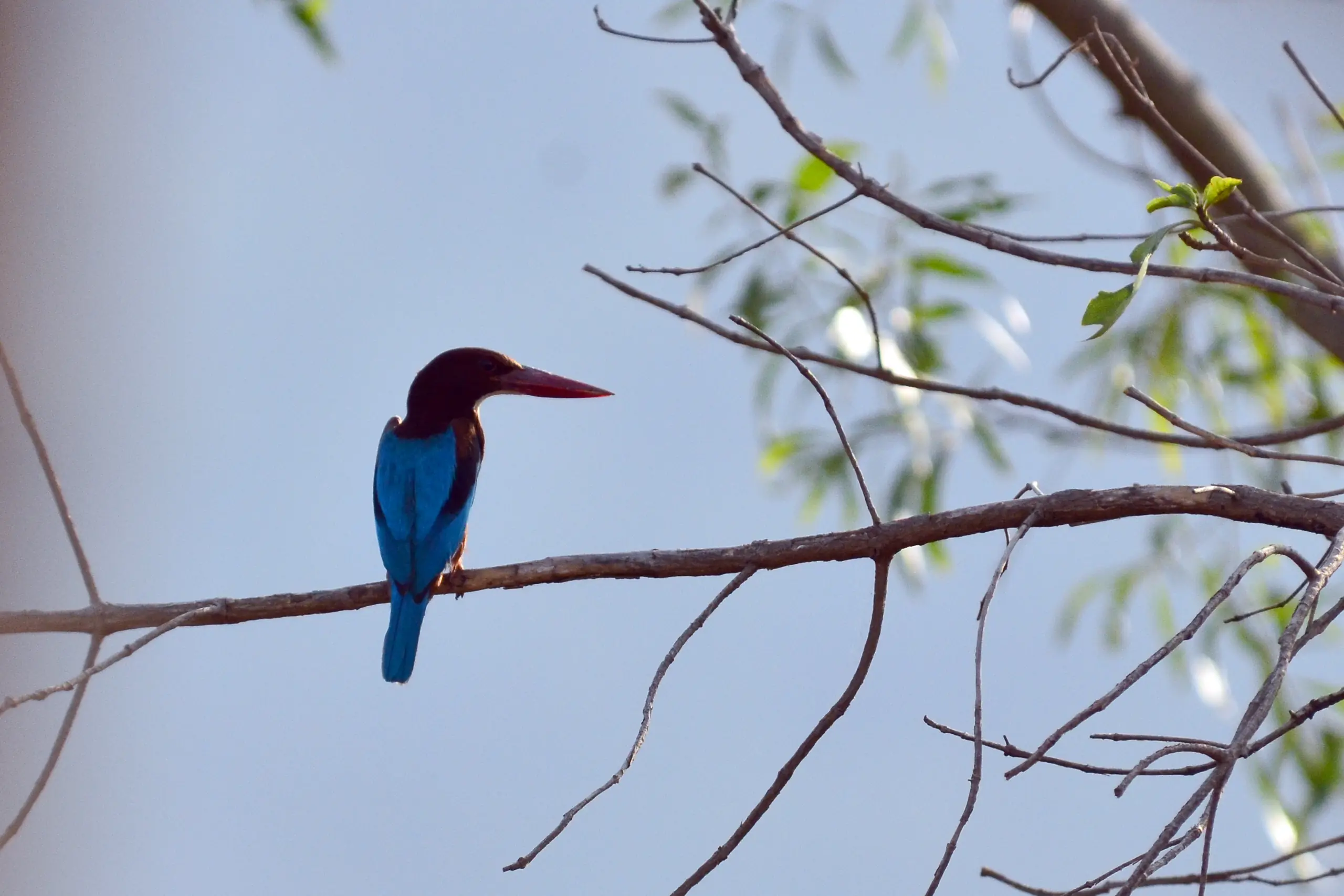 White-throated kingfisher perched on a bare branch against a soft blue sky