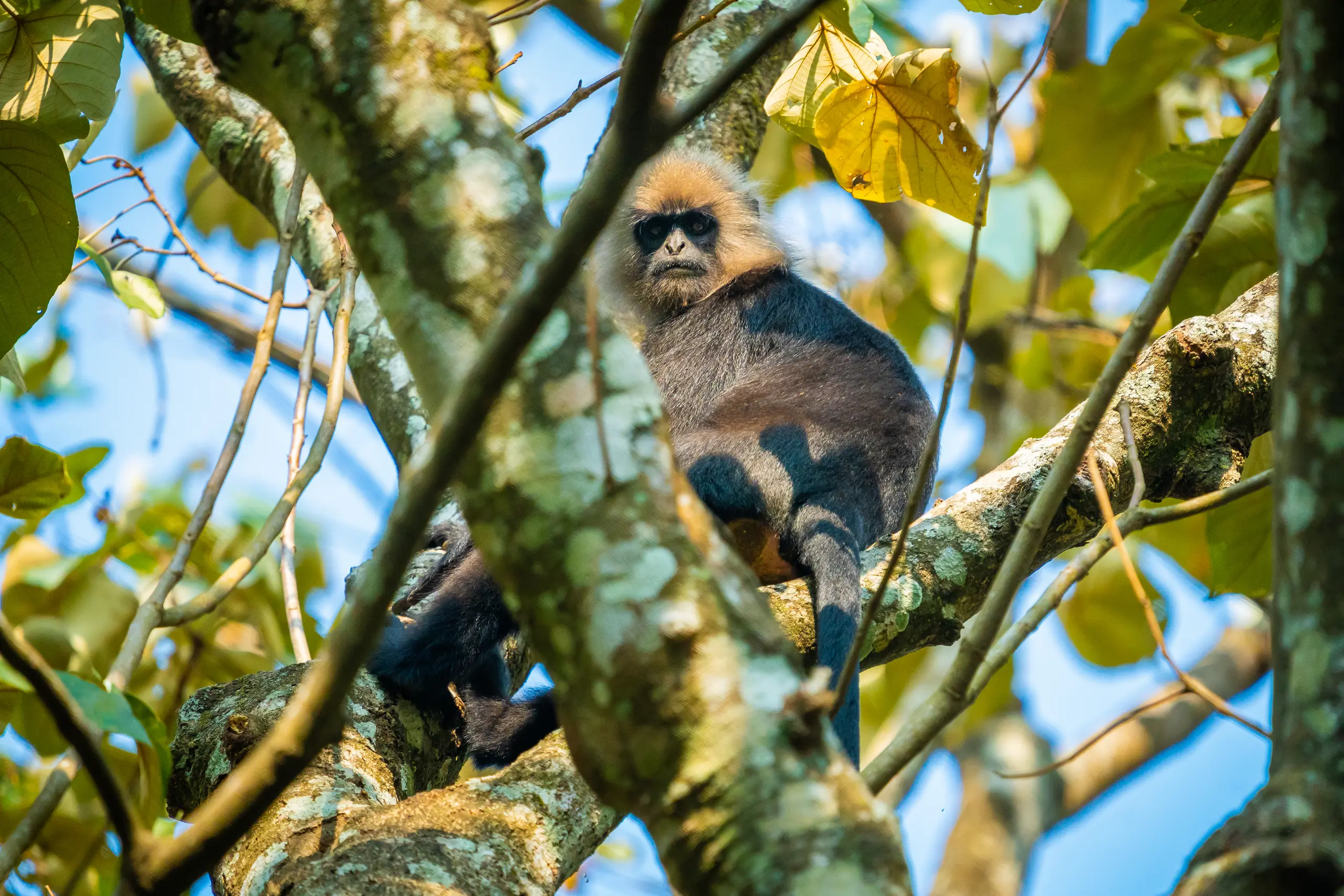 A langur resting among sunlit branches high in the canopy