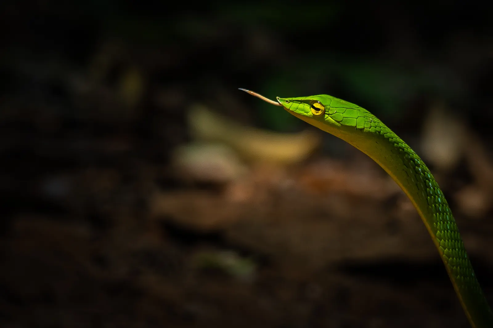 A green vine snake lifting its head into a shaft of forest light, tongue flicking
