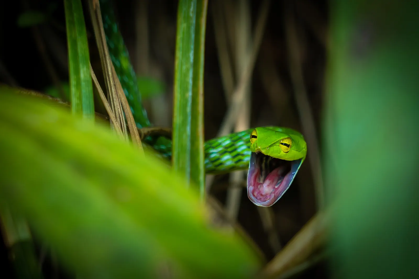 A green vine snake among leaves with its mouth open in a defensive display