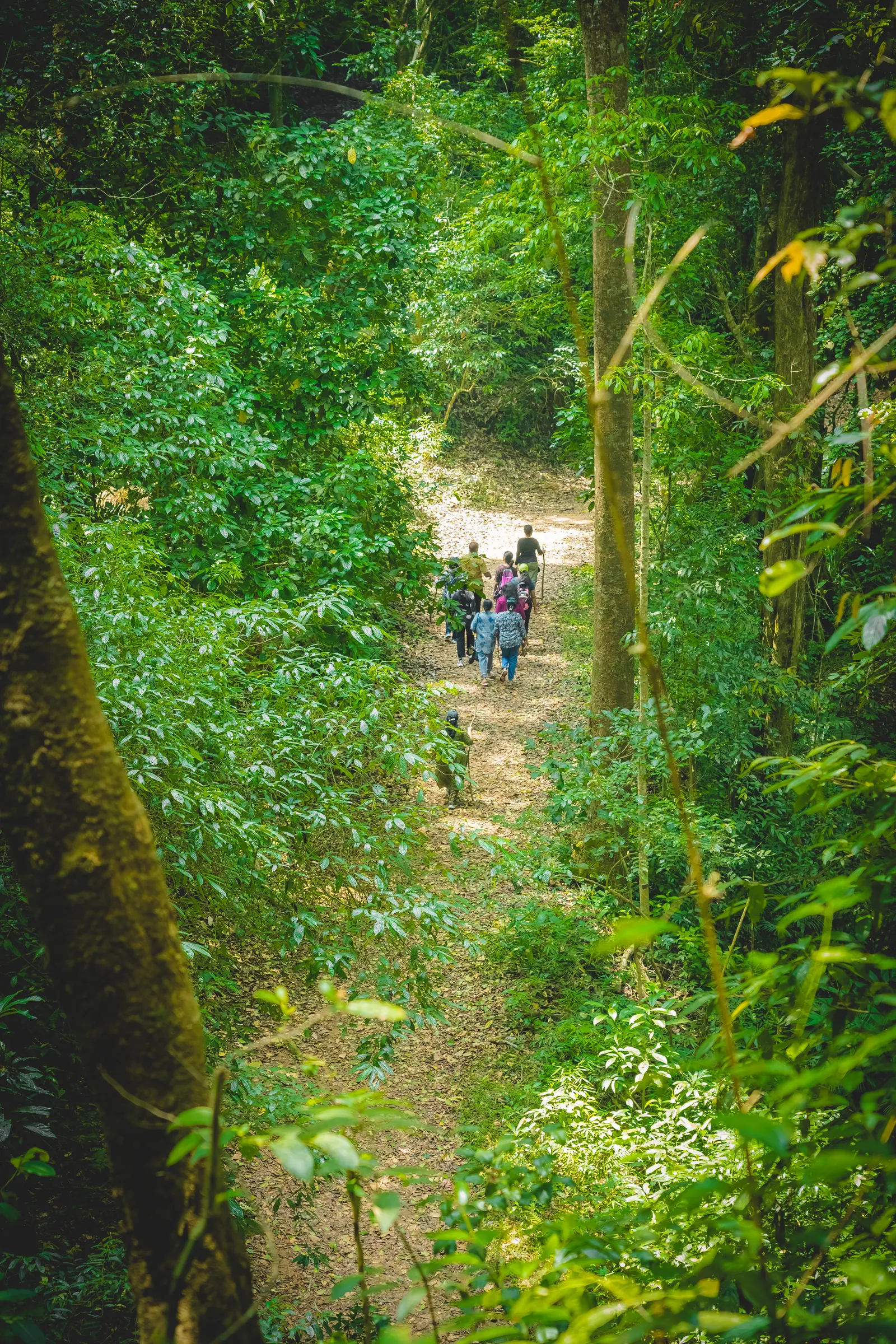 Walkers following a narrow trail through dense green rainforest