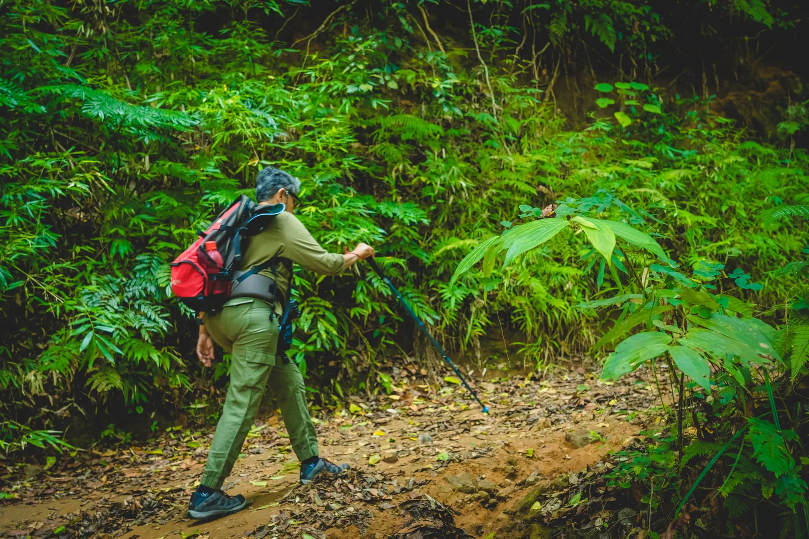 A trekker with a red backpack pausing to examine undergrowth on a forest trail