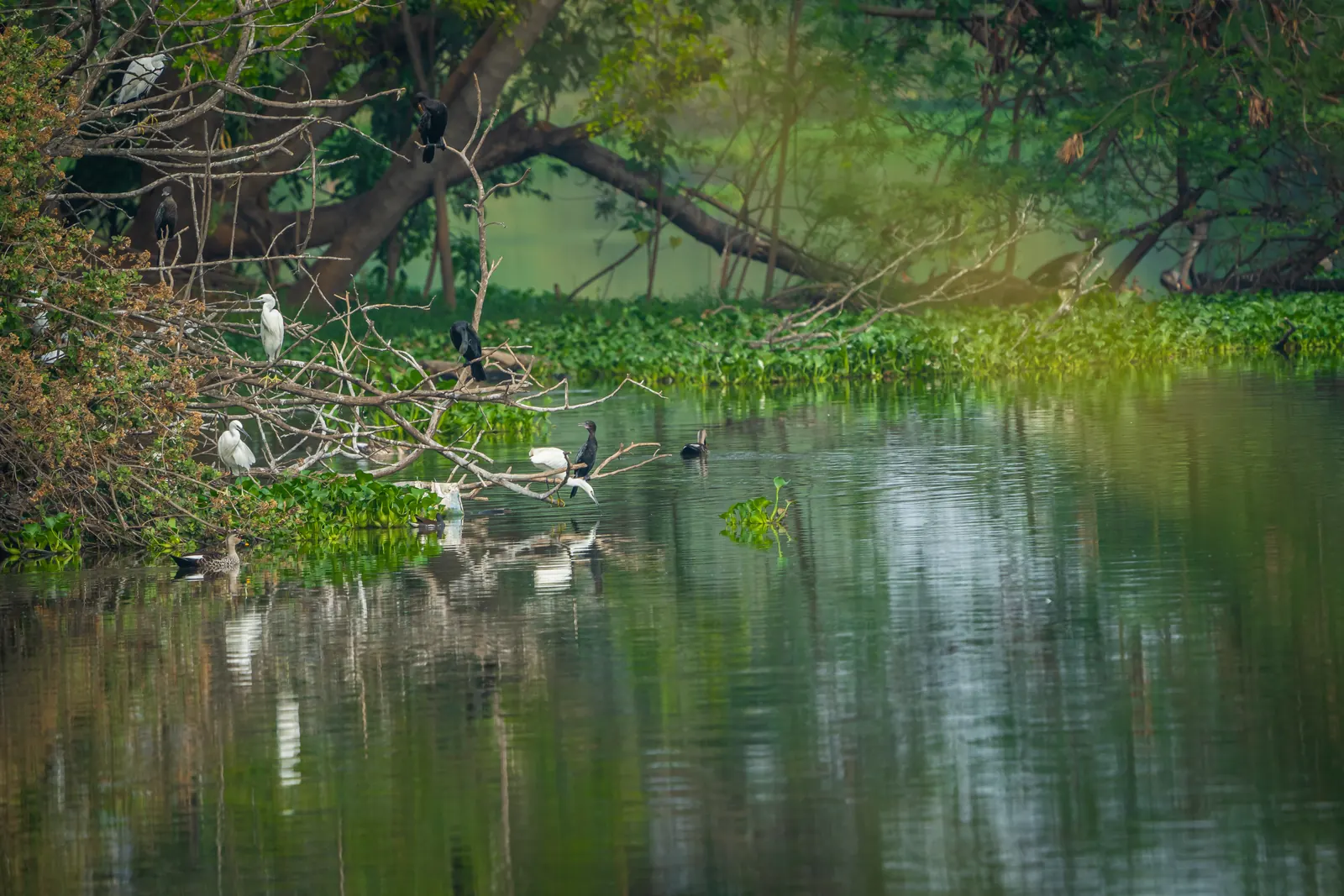 Egrets and cormorants perched on branches over a still, green lake