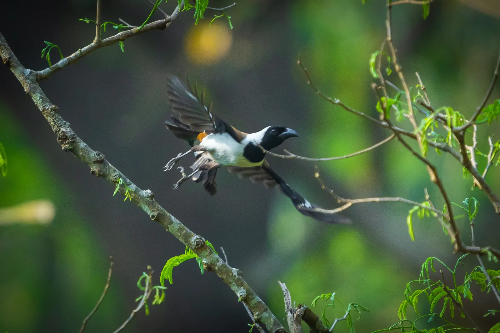 A tree pie taking flight from a branch against a soft green background