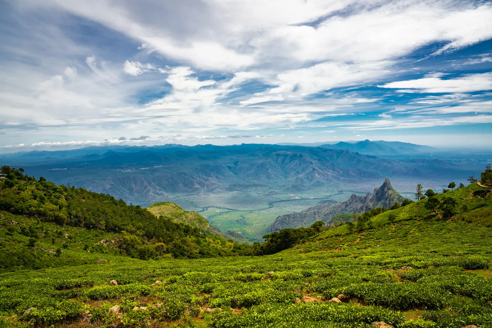Tea bushes in the foreground looking out over a distant mountain valley