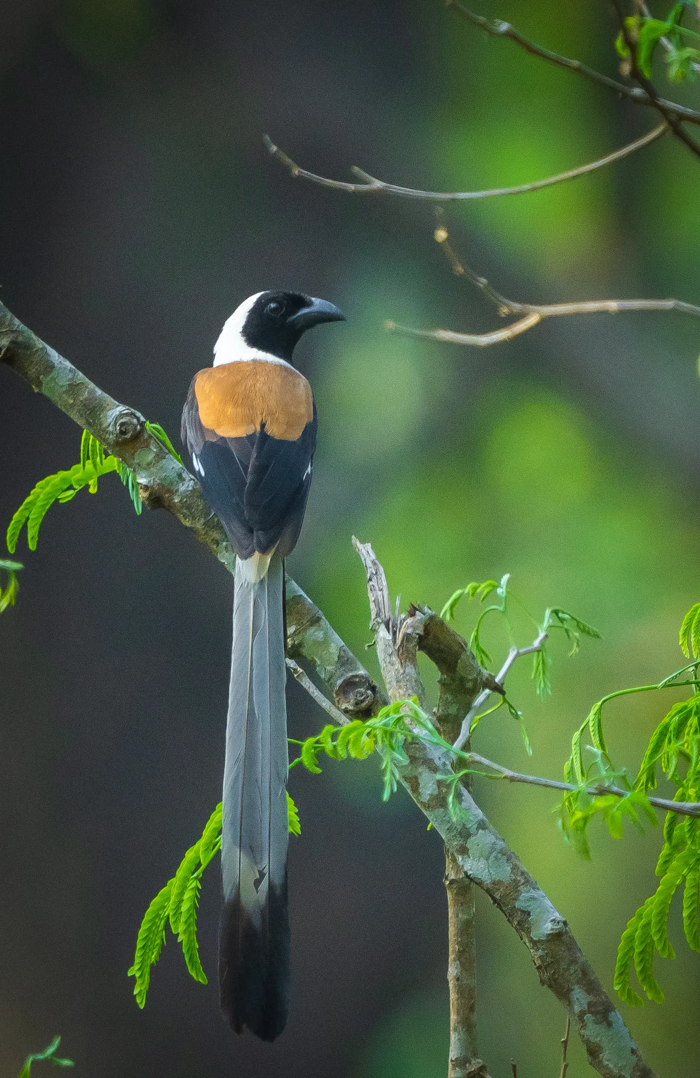 A white-bellied treepie perched on a branch, seen from behind against soft green